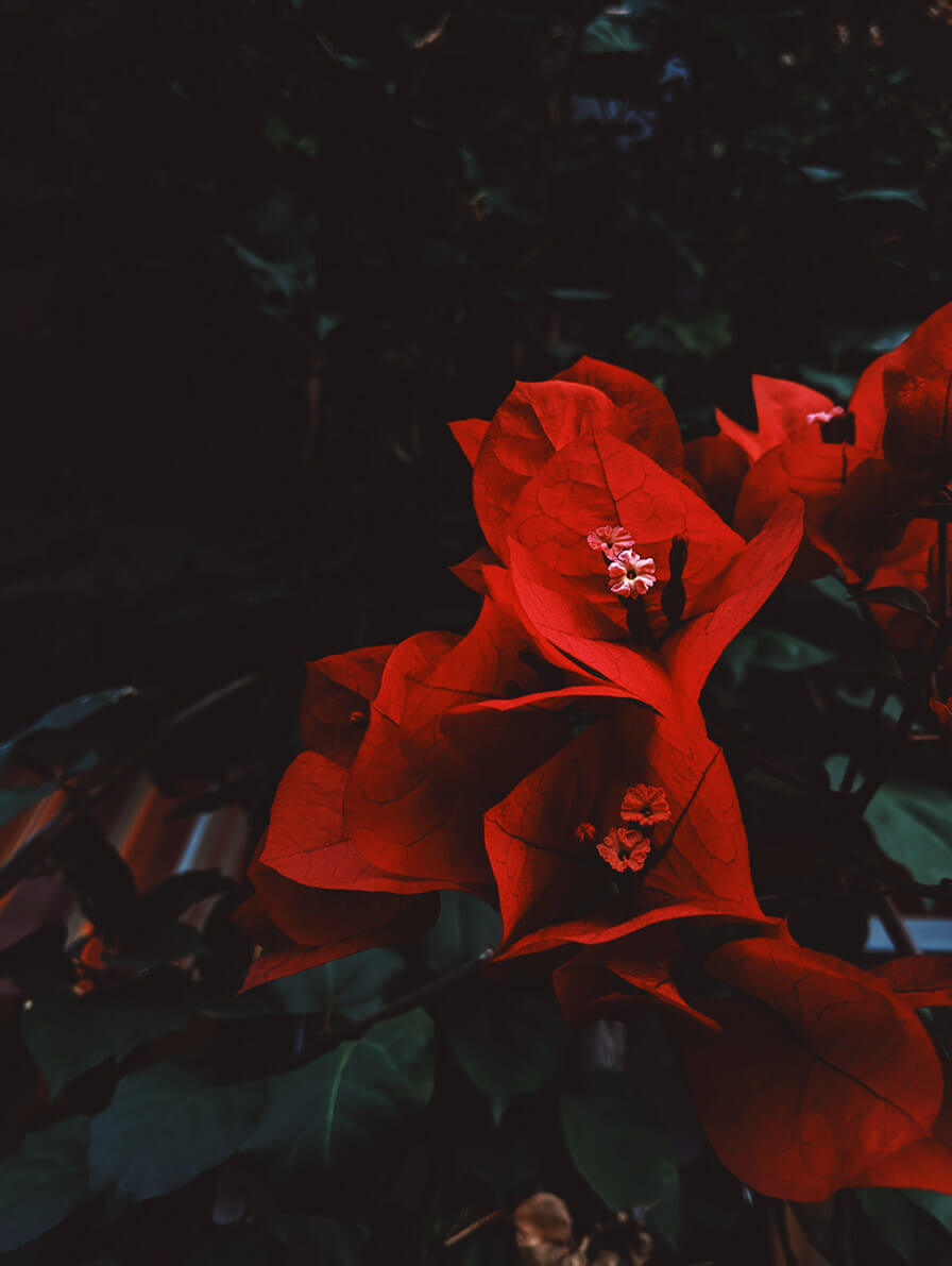 Clavel de flamenca